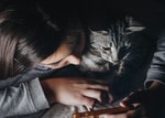 kedi kısırlaştırma